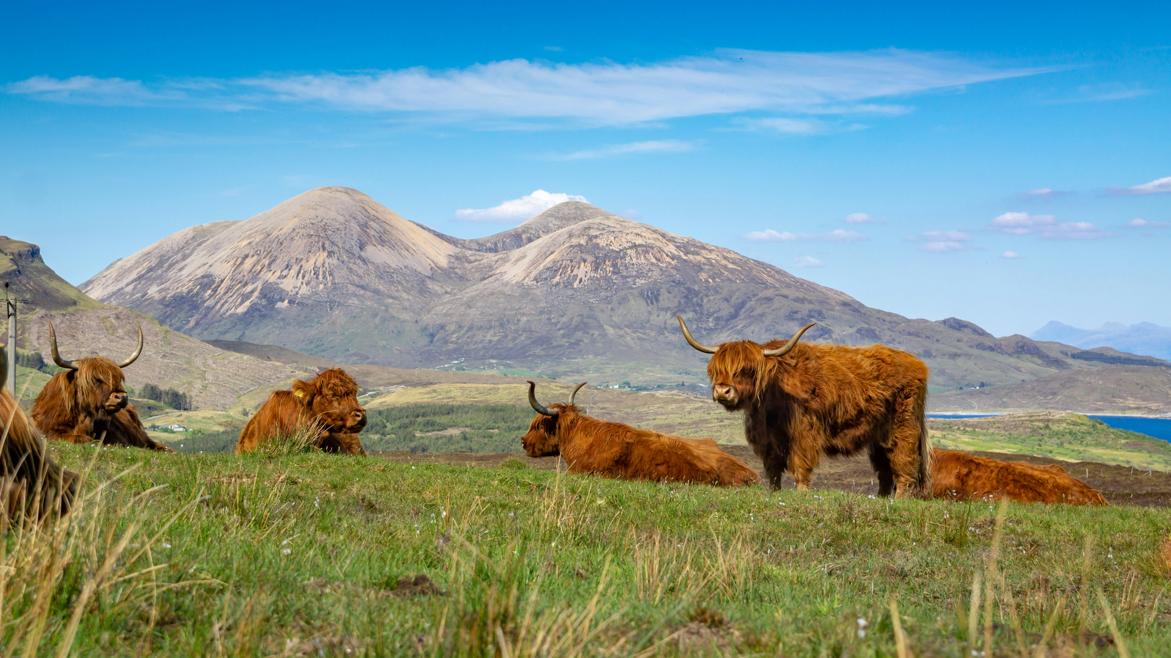 Isle of Skye — Red Cuillins mountain range with hairy coos